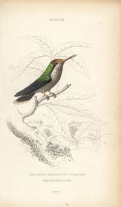 Kokietka kędzierzawa, Lophornis magnificus, młody samiec (koliber wspaniały, Trochilus magnificus). Ręcznie kolorowana stalowa rycina autorstwa Williama Lizarsa z Sir William Jardine