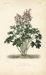Fumewort, Corydalis solida, Corydalis bulbosa, Corydale bulbeuse autorstwa Unbekannt