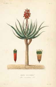 Fynbos aloes, Aloe succotrina, Aloe succotrina autorstwa Unbekannt