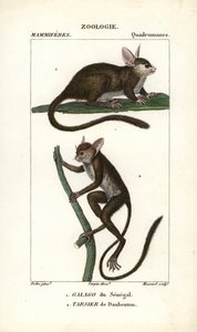 Galago du Senegal i tarsier de Daubenton - Eau forte autorstwa Jeana Gabriela Pretre