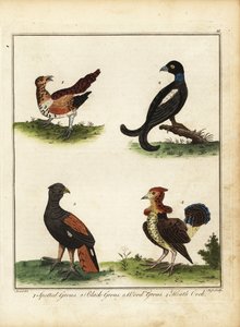 Ptaki łowne: cietrzew, cietrzew, głuszec, wrzosiec 1792 (ryty) autorstwa Unbekannter Künstler