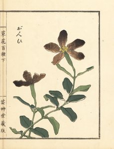Ganpi lub catchfly, gatunek Lychnis (silene) Ręcznie kolorowany drzeworyt autorstwa Kono Bairei z Kusa Bana Hyakushu (Sto odmian kwiatów). autorstwa Unbekannter Künstler