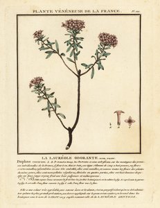 Kwiat girlandy, Daphne cneorum. autorstwa Unbekannter Künstler