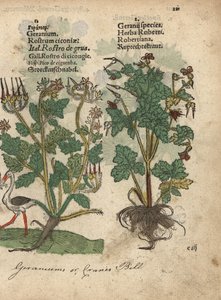 Geranium lub żurawina, gatunek Geranium i Ziele Roberta, Geranium robertianum. Ręcznie kolorowany drzeworyt ilustracji botanicznej z Krauterbuch lub Herbal Adama Lonicera, Frankfurt autorstwa Unbekannter Künstler