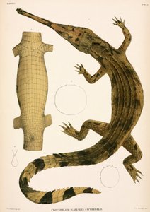 Gharial, Indonezja autorstwa Unbekannter Künstler