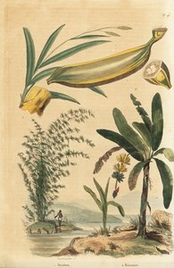 Olbrzymi ciernisty bambus, Bambusa bambos (Bambos arundinacea) i drzewo bananowe z owocami i przekrojem poprzecznym, Musa paradisiaca autorstwa Unbekannt