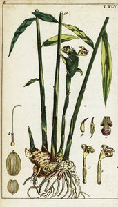 Roślina i korzeń imbiru, Zingiber officinale. autorstwa Unbekannter Künstler