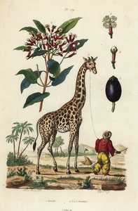 Żyrafa, Giraffa camelopardalis, z treserką i goździkiem, Syzygium aromatyczny autorstwa Unbekannt