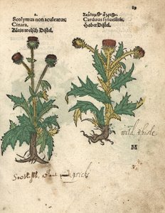 Karczoch zwyczajny, Cynara cardunculus var. scolymus, i dziki oset, Carduus sylvestris. Ręcznie kolorowany drzeworyt ilustracji botanicznej z Krauterbuch lub Herbal Adama Lonicera, Frankfurt autorstwa Unbekannter Künstler