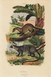 Cywet palmowy, Paradoxurus zeylonensis 1 i cywet palmowy azjatycki, Paradoxurus hermaphroditus 2 autorstwa Unbekannt