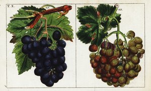 Odmiany winogron, Vitis vinifera. autorstwa Unbekannter Künstler