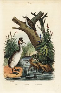 perkoz dwuczuby , Podiceps cristatus 1 , żaba zielona , Pelophylax esculentus 2 i pnącze drzewiaste Certhia familiaris 3 autorstwa Unbekannt