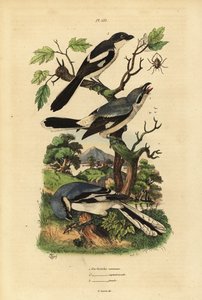 dzierzba wielka, Lanius excubitor, fiskalna szara, Lanius excubitoroides i dzierzba fiskalna, gmina Lanius collaris Pie Grieche, północna fiskalna autorstwa Unbekannt