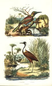 Jacamar wielki, Jacamerops aureus i jacana północna, Jacana spinosa autorstwa Unbekannt