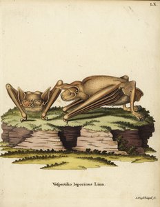 Nietoperz borowiec wielki, Noctilio leporinus. Vespertilio leporinus Linn. Ręcznie kolorowany miedzioryt Johanna Nussbiegela z "Animal Illustrations after Nature, or Schreber