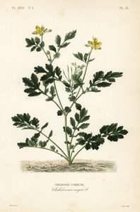 Glistnik większy , Chelidonium majus , Chelidoine autorstwa Unbekannt