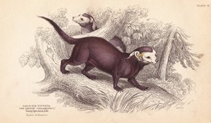 Żubr większy, Gallictis vittata. Ręcznie kolorowany staloryt Lizarsa na podstawie ilustracji Charlesa Hamiltona Smitha z William Jardine