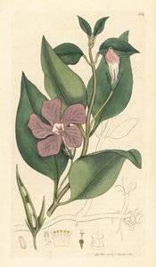 Barwinek większy, Vinca major (barwinek wielki) Ręcznie kolorowany miedzioryt według rysunku Jamesa Sowerby
