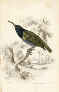 Zielonogłowy ptak słoneczny (Dolna Gwinea), Cyanomitra verticalis cyanocephala (Olive-backed sunbird, Cinnyris chloronotus). Ręcznie kolorowana stalowa rycina autorstwa Williama Lizarsa według Williama Swainsona z Naturalist