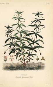 Kwiat zielonofioletowy lub garbaty, Hybanthus calceolaria, Pombalia ipecacuanha, Pombalie autorstwa Unbekannt