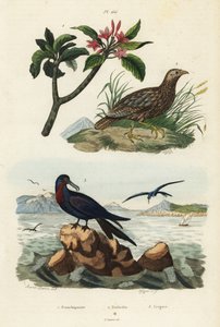 Francolina szaroskrzydła, Scleroptila afra 2, fregata wielka, Fregata minor 3 i czerwona frangipani, Plumeria rubra 1 autorstwa Unbekannt
