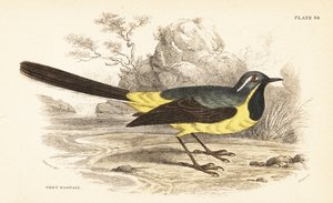 Pliszka siwa, Motacilla cinerea. 1889 (grawerowanie) autorstwa Unbekannter Künstler