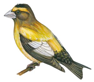 Gros bec błędny - grubodziób wieczorny (Coccothraustes vespertines) autorstwa Unbekannter Künstler