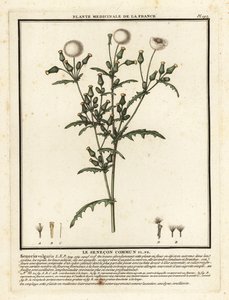 Groundsel, Senecio vulgaris. autorstwa Unbekannter Künstler