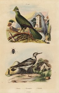 Guinea turco, Tauraco joint i Eurasian krętlik, Jynx torquilla autorstwa Unbekannt