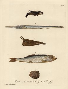 Gurnard, gatunek Chelidonichthys 1, iglicznia, Belone belone 2, krowiak długorogi, Lactoria cornuta 3, śledź, Clupea harengus 4, i jeżozwierz z kilkoma kolcami, Chilomycterus reticulatus 5. Ręcznie kolorowany miedzioryt według ilustracji Johanna autorstwa Unbekannter Künstler