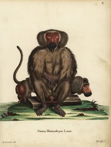 Pawian hamadryjski, Papio hamadryas. Simia hamadryas Linn. Ręcznie kolorowany miedzioryt Tyroffa według ilustracji George