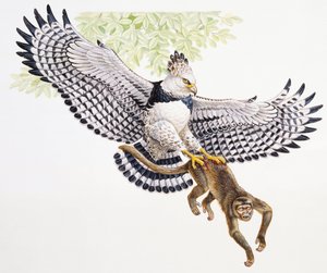Harpia, Harpia harpyja, łapie w szpony kapucynkę autorstwa Unbekannt