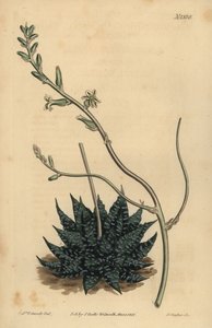 Haworthia minor lub Tulista minima (najmniej perłowy aloes, Aloe margaritifera minima) autorstwa Unbekannt