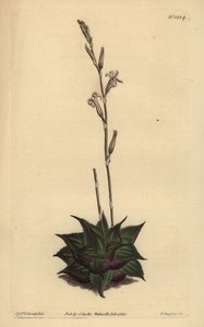 Haworthia mirabilis (Aloes o liściach szorstkich, Aloe mirabilis) autorstwa Unbekannt