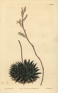 Haworthia pumila lub Tulista pumila (aloes pająka ciemnolistnego, Aloe arachnoides pumila) autorstwa Unbekannt