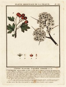 Głóg, Crataegus rhipidophylla autorstwa Unbekannter Künstler