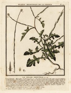Musztarda żywopłotowa, Sisymbrium officinale. autorstwa Unbekannter Künstler