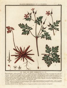 Herb-Robert, Geranium robertianum. autorstwa Unbekannter Künstler