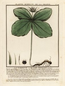 Herb-paris, kwadryfolia paryska. autorstwa Unbekannter Künstler