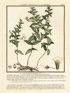 Zioło łaski, Gratiola officinalis. autorstwa Unbekannter Künstler