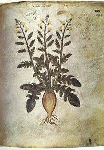 Zioła Rzepa (radis) autorstwa Unbekannt