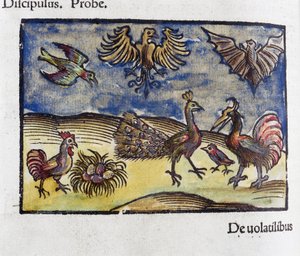 Historia naturalna, zoologia XVI wieku: ptaki i nietoperze autorstwa Unbekannt