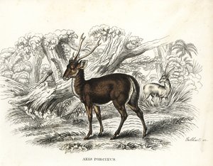Jeleń szlachetny, Axis porcinus, zagrożony wyginięciem. Ręcznie kolorowana litografia autorstwa Gebharta z Galerii Historii Naturalnej Georga Friedricha Treitschke, Naturhistorischer Bildersaal des Thierreiches, Liepzig-1842. autorstwa Unbekannter Künstler