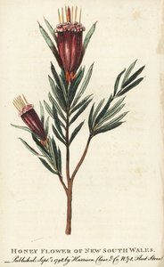Miodowy kwiat Nowej Południowej Walii w Australii. Ręcznie kolorowany miedzioryt z "The Naturalist