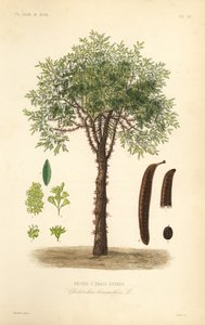 Szarańcza lub drzewo akacjowe, Gleditsia triacanthos, Gleditsia triacanthos, Fevrier a trois epines autorstwa Unbekannt