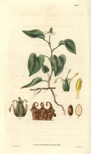 Houttuynia ma białe kwiaty, z detalami owoców, słupka i etaminy. Odmiana pochodząca z Azji. Ilustracja Wiliama Jacksona Hookera (1785-1865), brytyjskiego botanika i pisarza, profesora Uniwersytetu w Glasgow (Szkocja) i redaktora Curtis