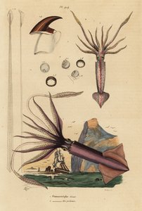 kałamarnica Humboldta, kałamarnica olbrzymia 1 i kałamarnica latająca, Todarodes sagittatus 2. Ommastrephe geant, Ommastrephe des pecheurs autorstwa Unbekannt