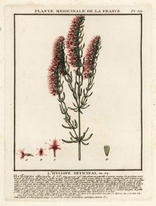 Hyzop, Hyssopus officinalis. autorstwa Unbekannter Künstler