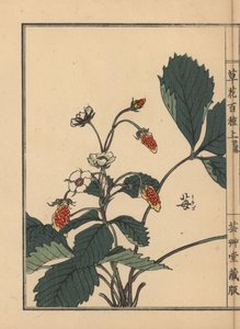 Ichigo lub truskawka, Fragaria ananassa. Ręcznie kolorowany drzeworyt autorstwa Kono Bairei z Kusa Bana Hyakushu (Sto odmian kwiatów), Tokio, Yamada autorstwa Unbekannter Künstler