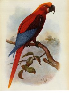 Ilustracja/Ara grossei/Jamaican Parrot autorstwa Unbekannt